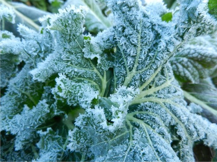 one year one ton of fresh food fall, gardening, homesteading, Cold hardy greens take a heavy frost with ease it s amazing to watch them thaw without any damage