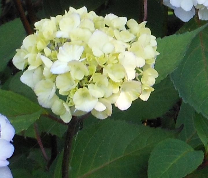 hortnsias, lindas flores brancas