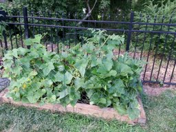 yellow cucumbers short or rououndish, gardening, This is WHAT Cucumbers looked like