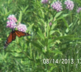monarch butterfly, gardening, Monarch on Swamp milkweed