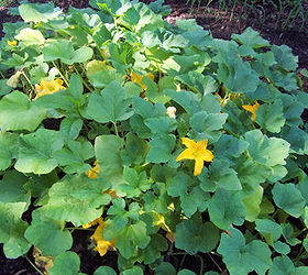 butternut pumpkins will be the star of my garden this fall, gardening