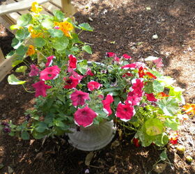 my backyard garden, flowers, gardening, outdoor living, Potted plant