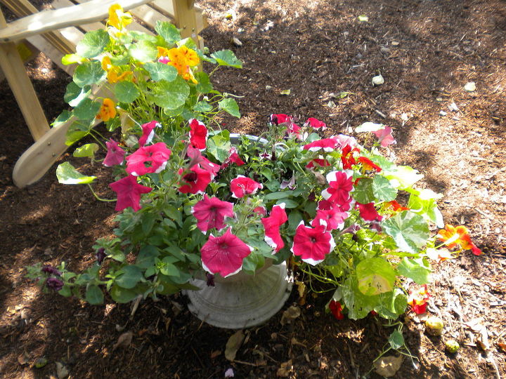 my backyard garden, flowers, gardening, outdoor living, Potted plant