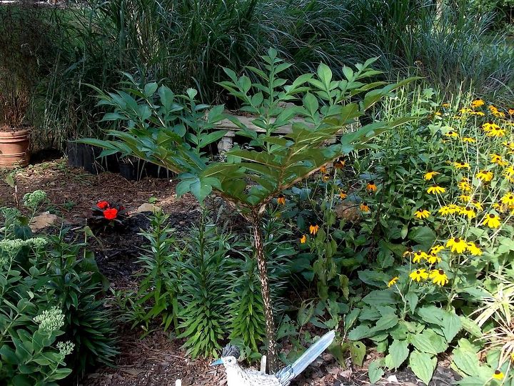 q lily identification please, gardening