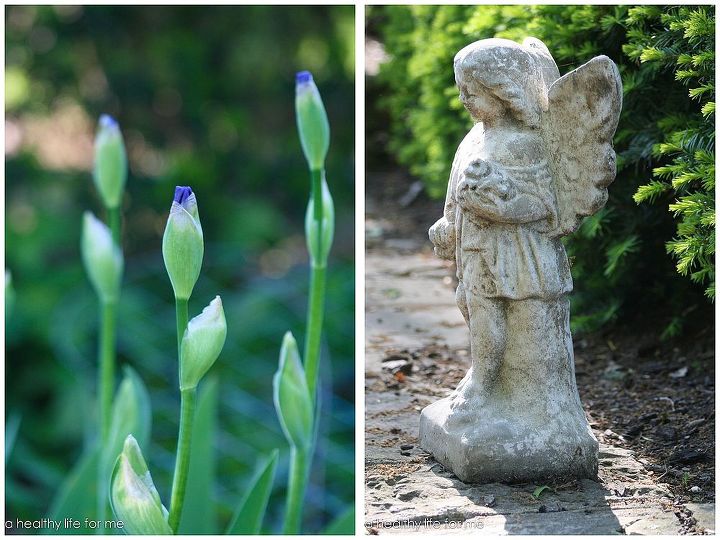 how to plant bearded iris, flowers, gardening, Unopened Iris in the Garden