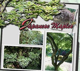 beginner s guide to japanese maples, gardening, Beginner s Guide To Japanese Maples