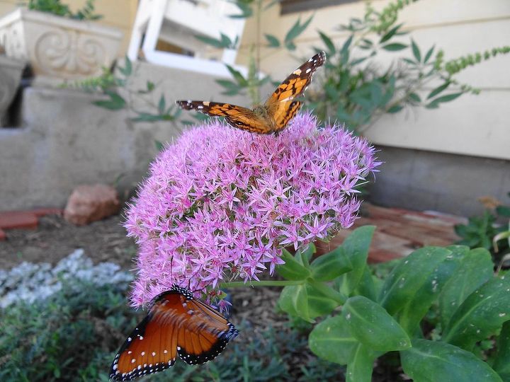 butterflies love sedum, gardening