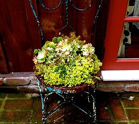 old chair with succulents, flowers, gardening, succulents, easy garden project