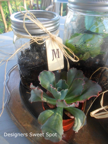 mason jar terrariums, container gardening, crafts, gardening, mason jars, repurposing upcycling, succulents, terrarium, Wide mouth jars work great as terrariums provided you have small enough plants