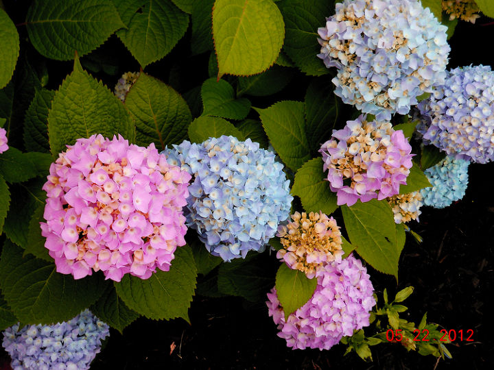 q i found these at the visitor s center in philadelphia has anyone ever seen a, gardening