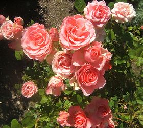 easy tips for pruning roses, gardening, Miniature Rose requires very little pruning