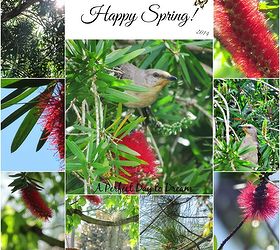 bottle brush tree and little birdies happy spring, gardening, wildlife animals, See the little birdie peeking it s head out I wish I could have captured it better