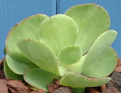echeveria lovely and drought tolerant tender succulents, flowers, gardening, succulents, Echeveria Pallida with pale apple green foliage with a translucent appearance
