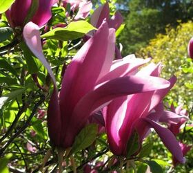leura garden festival kicks off this weekend i can t wait, flowers, gardening, Magnolia