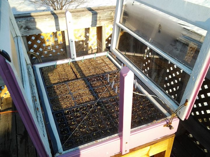 my mini greenhouse that my husband built me out of old windows, diy, gardening, go green, repurposing upcycling