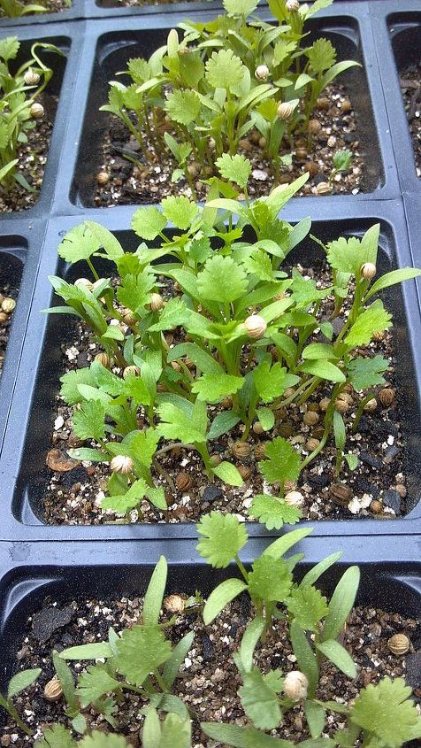 secret to cilantro, flowers, gardening, There are two embryos in each seed Water them when they wilt Give them as much sun as possible but try to keep them below 80 degrees