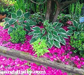 life of a garden blogger in spring, flowers, gardening, Rhodo flowers create a pink carpet