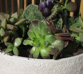 diy succulent dish gardening, flowers, gardening, succulents, terrarium, Finish product