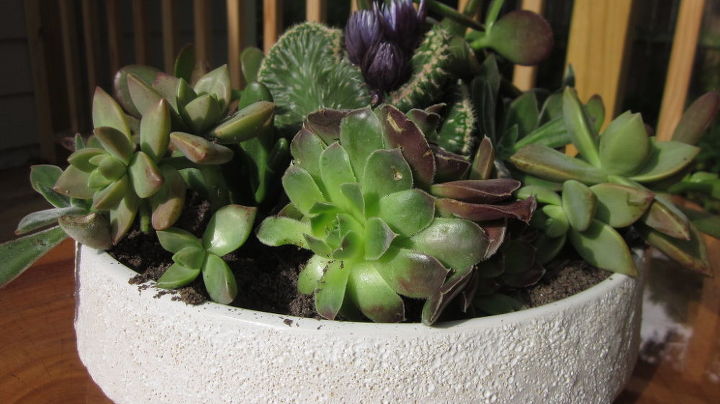 diy succulent dish gardening, flowers, gardening, succulents, terrarium, Finish product