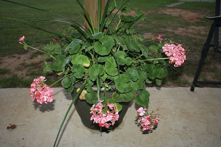 our potted plants, flowers, gardening