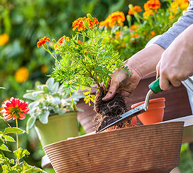 newbie gardening mistakes to avoid, flowers, gardening