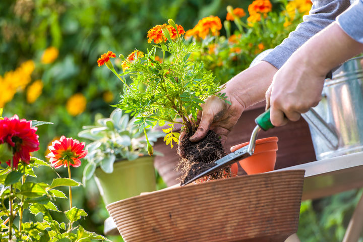 errores de jardineria para principiantes que deben evitarse