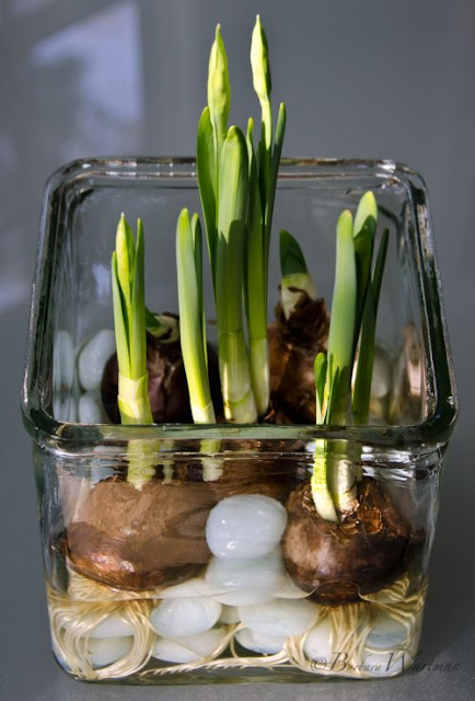 time to plant amaryllis for winter blooms, flowers, gardening, You can also plant up narcissus bulbs in a glass dish with some pebbles for an interesting display
