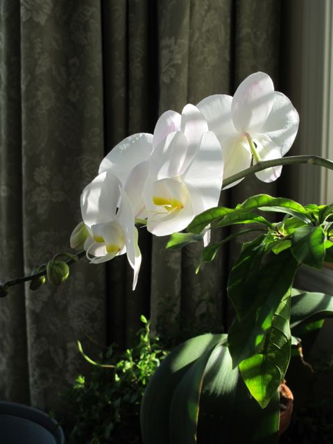 the vermont winter garden, gardening, The cascading blooms of my orchid