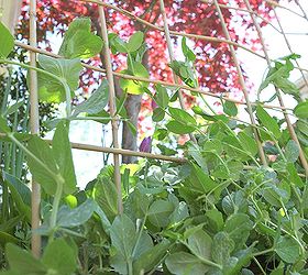 making a woven trellis, gardening, Reach for the sky peas That trellis is sturdy enough to hold you all