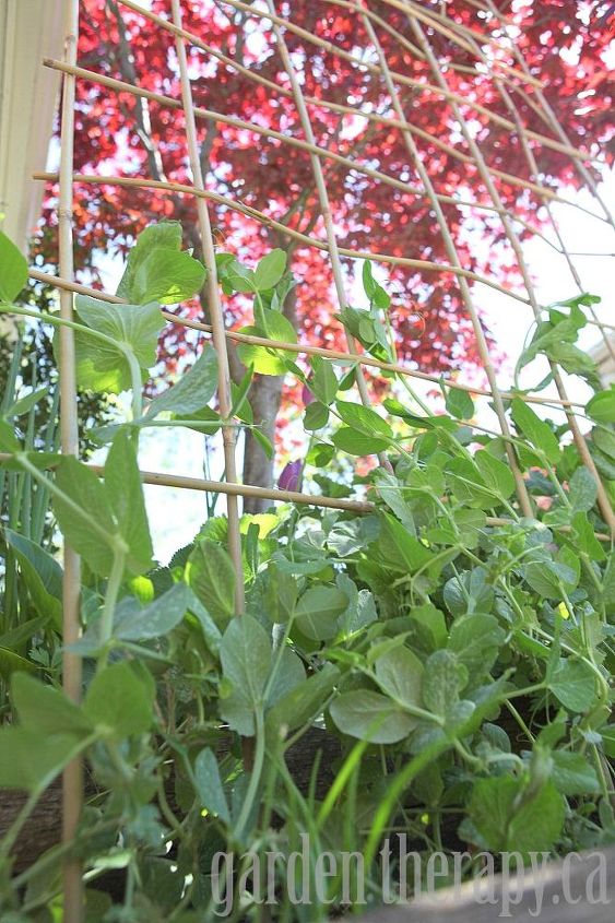 making a woven trellis, gardening, Reach for the sky peas That trellis is sturdy enough to hold you all