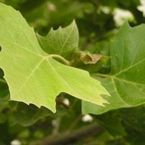 what kind of plant is this, flowers, gardening, Leaves