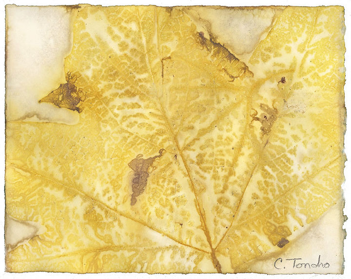 ecoprint art created by steaming leaves against watercolor paper, composting, crafts, go green, Sycamore leaf 8 x 10 inches ecoprint on watercolor paper