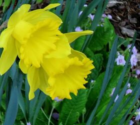 spring is definitely on the way, gardening, Daffodils primrose