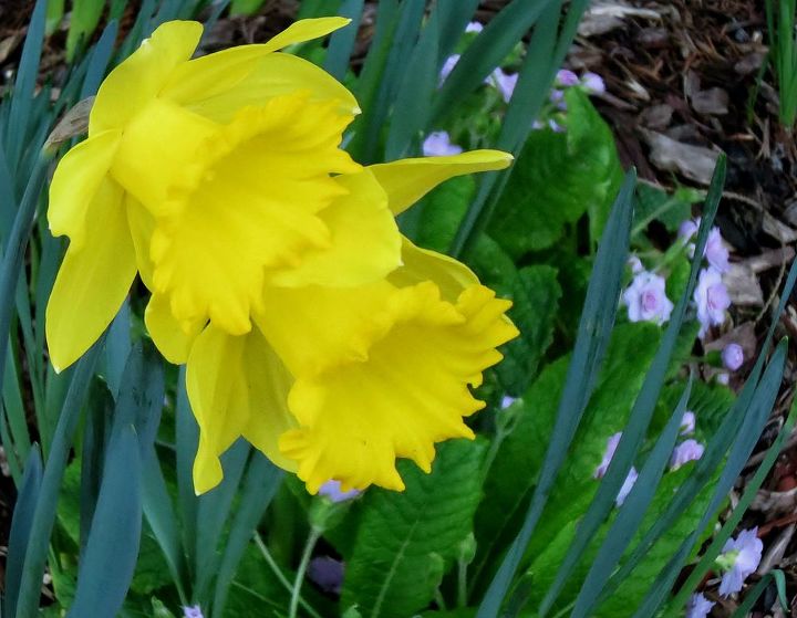 spring is definitely on the way, gardening, Daffodils primrose