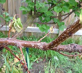 my apricot tree has been hit with some sort of blight, gardening, Close up of dying branch