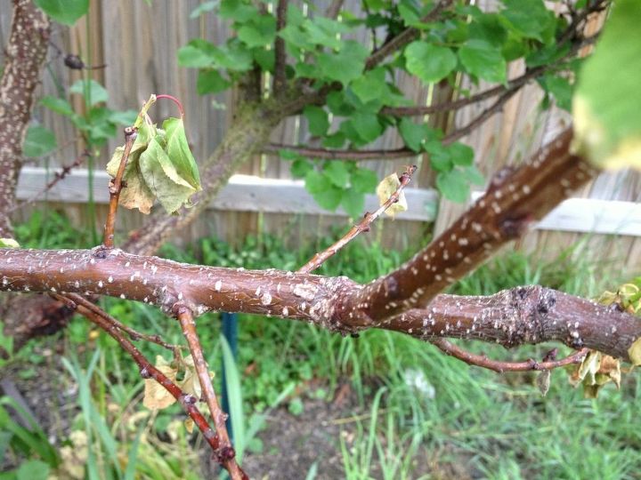 my apricot tree has been hit with some sort of blight, gardening, Close up of dying branch