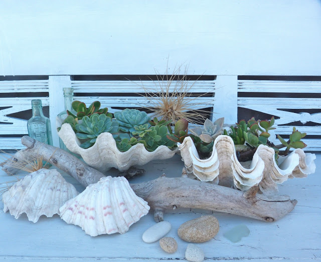 succulent beach shells, flowers, gardening, succulents