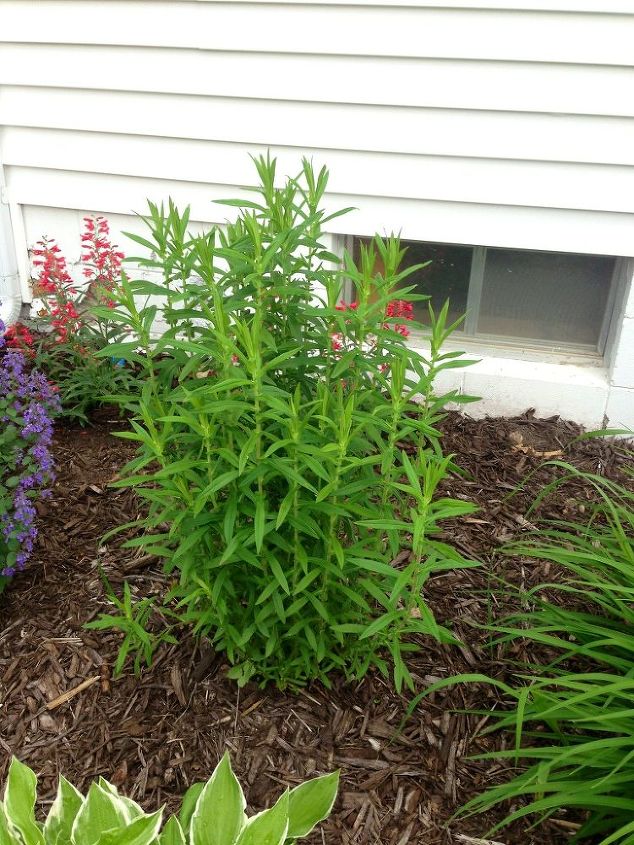 weed or plant, flowers, gardening