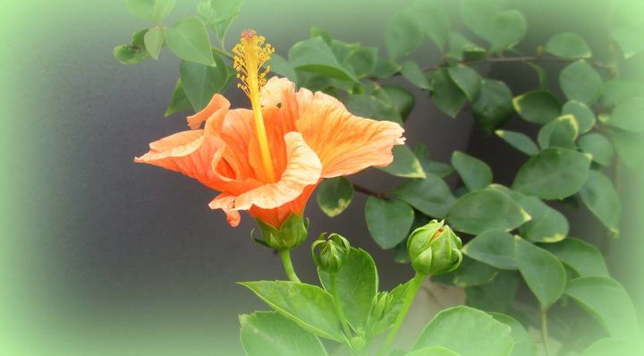 flowers in my garden which are native to our region, flowers, gardening, hibiscus