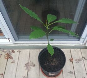 my volunteer avocado tree, gardening, Potted up and inside for the winter Grew another 6 or more since the first post It is over 2 tall now