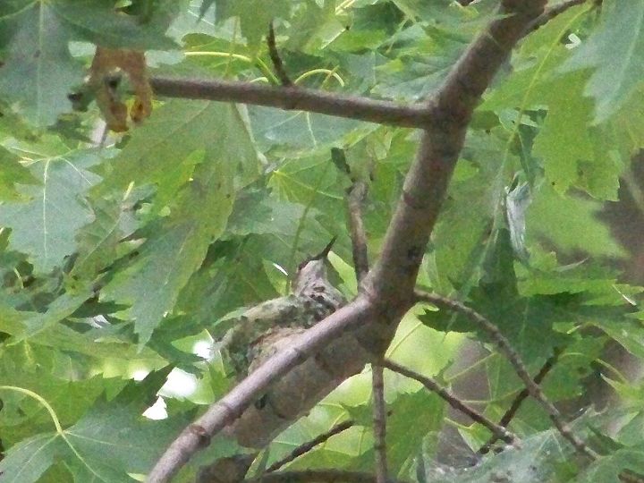 we found a hummingbird nest, gardening, Not sure if it s mom and baby or 2 babies