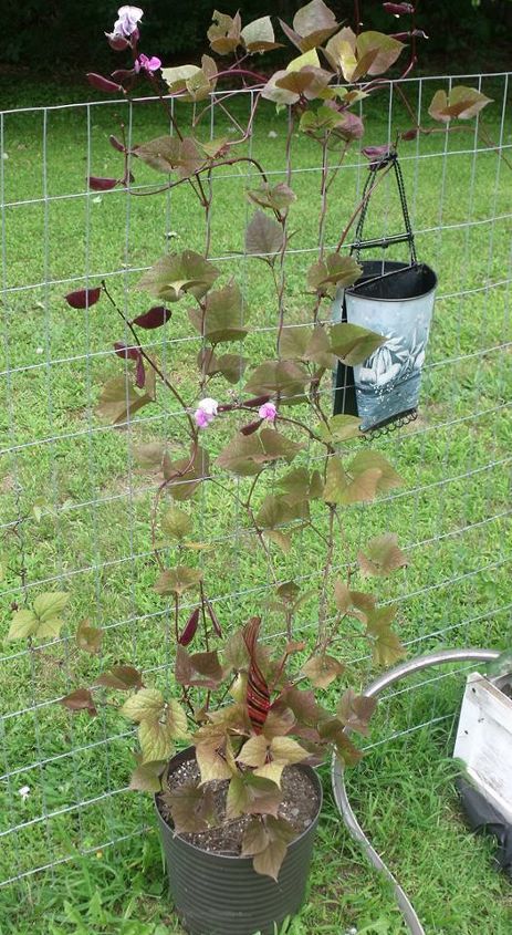 can someone identify this vine for me, flowers, gardening