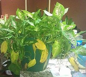 unruly and rebellious houseplants how do i control them