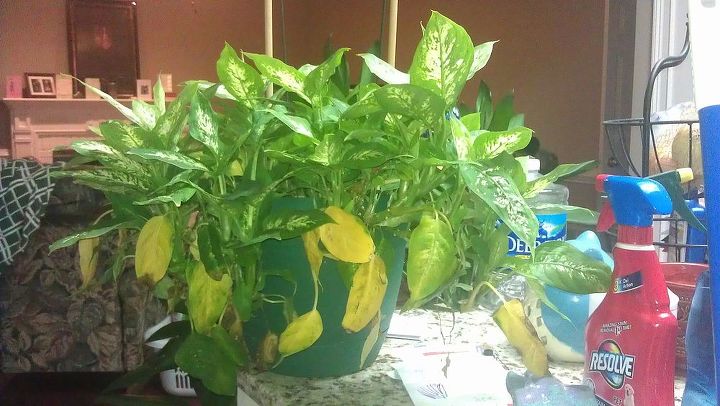 unruly and rebellious houseplants how do i control them