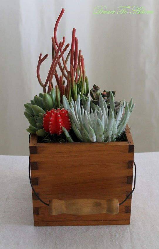 create a succulent garden in a thrift store container, container gardening, flowers, gardening, repurposing upcycling, succulents