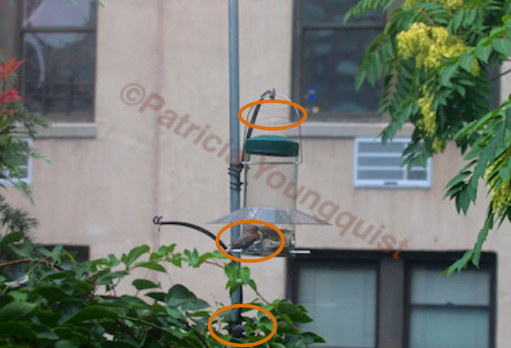 sistemas de postes y alimentadores de aves la saga contina, Imagen incluida en una historia dentro de TLLG s Blogger Pages