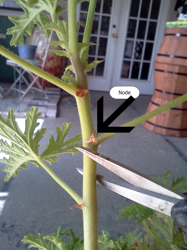 cmo hacer una nueva planta pequeos geranios beb, cortado en un ngulo por debajo del nodo