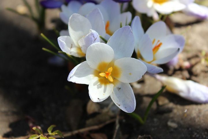 las primeras flores de la primavera, Coloca de 5 a 7 bulbos en un agujero de 15 cm de di metro para crear un efecto de agrupaci n Se multiplican r pidamente y proporcionan m s flores cada a o