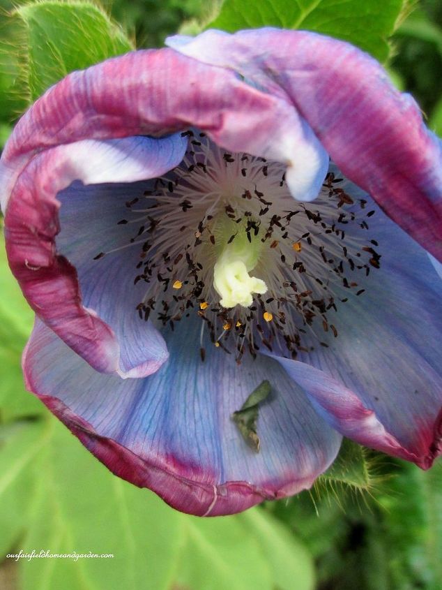 papoilas azuis do himalaia o sonho de um jardineiro, A tonalidade roxa da delicada papoula azul indica uma mudan a nas condi es de crescimento ou estresse