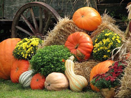 fall decor ideas, seasonal holiday decor, I love mixing pumpkins gords mums and even pansies in a vignette like this with a corn stalk propped up against our trees in our planter of our front yard
